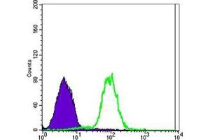 Flow cytometric analysis of NTERA-2 cells using CA9 mouse mAb (green) and negative control (purple). (CA9 anticorps)
