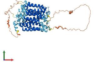 AlphaFold protein structure predicition of Human Recombinant SLC2A10 Protein, UniprotID O95528