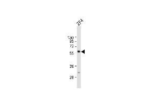 Anti-ric8b Antibody (C-term) at 1:2000 dilution + ZF4 whole cell lysate Lysates/proteins at 20 μg per lane.