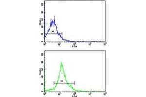 Flow cytometric analysis of NCI-H292 cells using SOX-2 antibody (bottom histogram) compared to a negative control cell (top histogram). (SOX2 anticorps  (AA 89-119))