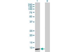 Western Blot analysis of CARD18 expression in transfected 293T cell line by CARD18 MaxPab polyclonal antibody. (CARD18 anticorps  (AA 1-90))
