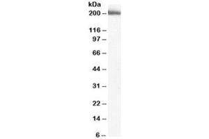 Western blot testing of human liver lysate with MYO9B antibody at 2ug/ml. (MYO9B anticorps)