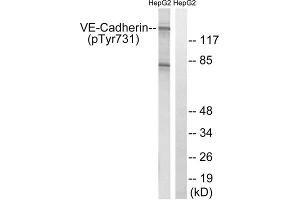 Western blot analysis of extracts from HepG2 cells, treated with Na3VO4 (0. (Cadherin 5 anticorps  (pTyr731))