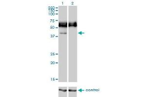 Western blot analysis of CD33 over-expressed 293 cell line, cotransfected with CD33 Validated Chimera RNAi (Lane 2) or non-transfected control (Lane 1). (CD33 anticorps  (AA 1-364))