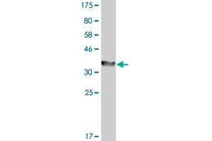 Western Blot detection against Immunogen (36.