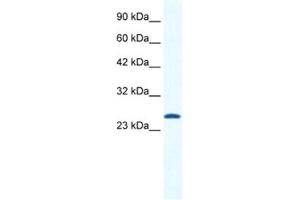 Western Blotting (WB) image for anti-Calcium Channel, Voltage-Dependent, gamma Subunit 6 (CACNG6) antibody (ABIN2461142) (CACNG6 anticorps)
