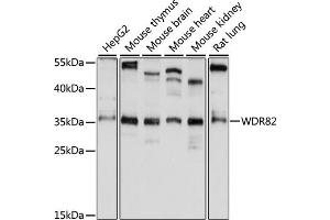 Western blot analysis of extracts of various cell lines, using WDR82 antibody (ABIN7271362) at 1:1000 dilution.