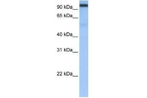 CPSF2 antibody used at 0. (CPSF2 anticorps  (N-Term))