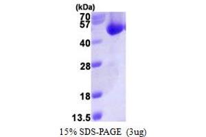 SDS-PAGE (SDS) image for Acyl-CoA Thioesterase 7 (ACOT7) (AA 1-370) protein (His tag) (ABIN667635)