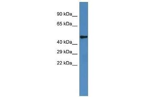 Western Blot showing Irx6 antibody used at a concentration of 1. (IRX6 anticorps  (Middle Region))