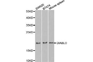 Western blot analysis of extracts of various cell lines, using DIABLO antibody. (DIABLO anticorps)