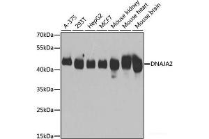 Western blot analysis of extracts of various cell lines using DNAJA2 Polyclonal Antibody at dilution of 1:3000. (DNAJA2 anticorps)