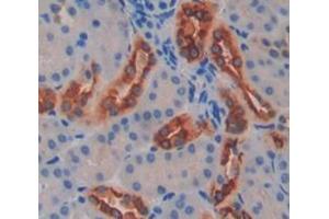 IHC-P analysis of Mouse Tissue, with DAB staining. (FUT8 anticorps  (AA 206-575))