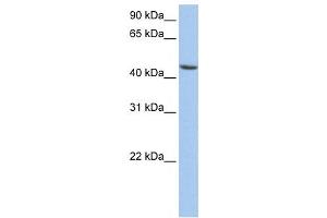 Western Blotting (WB) image for anti-Aldehyde Dehydrogenase 3 Family, Member B1 (ALDH3B1) antibody (ABIN2459737) (ALDH3B1 anticorps)