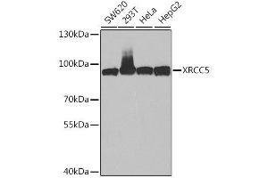 Western blot analysis of extracts of various cell lines, using XRCC5 antibody.
