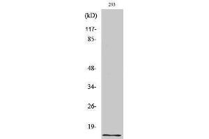 Western Blotting (WB) image for anti-Urotensin 2 (UTS2) (Internal Region) antibody (ABIN3177877) (Urotensin 2 anticorps  (Internal Region))