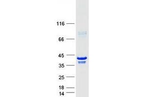 Validation with Western Blot (PARVG Protein (Transcript Variant 1) (Myc-DYKDDDDK Tag))