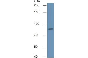 Rabbit Capture antibody from the kit in WB with Positive Control:  Human 293T Cells. (PLAA Kit ELISA)