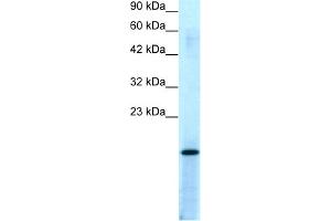 WB Suggested Anti-PC4 Antibody Titration:  0. (SUB1 anticorps  (Middle Region))