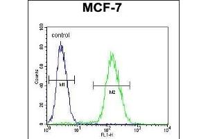 ABHDB Antibody (Center) (ABIN653369 and ABIN2842841) flow cytometric analysis of MCF-7 cells (right histogram) compared to a negative control cell (left histogram). (ABHD11 anticorps  (AA 176-205))