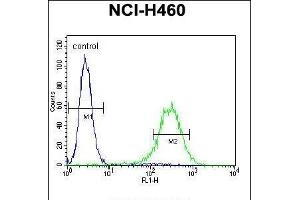 ENPEP Antibody (C-term) (ABIN656026 and ABIN2845400) flow cytometric analysis of NCI- cells (right histogram) compared to a negative control cell (left histogram).
