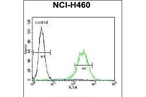 ENPEP Antibody (C-term) (ABIN656026 and ABIN2845400) flow cytometric analysis of NCI- cells (right histogram) compared to a negative control cell (left histogram). (ENPEP anticorps  (C-Term))