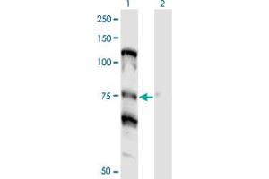 Western Blot analysis of NOLC1 expression in transfected 293T cell line by NOLC1 monoclonal antibody (M01), clone 3F8. (NOLC1 anticorps  (AA 590-699))