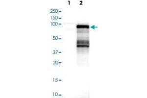 Western blot analysis of Lane 1: Negative control (vector only transfected HEK293T lysate); Lane 2: Over-expression lysate (Co-expressed with a C-terminal myc-DDK tag (~3. (AF9 anticorps)