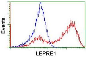 HEK293T cells transfected with either RC222535 overexpress plasmid (Red) or empty vector control plasmid (Blue) were immunostained by anti-LEPRE1 antibody (ABIN2455943), and then analyzed by flow cytometry. (LEPRE1 anticorps)