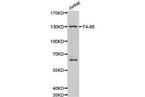 Western Blotting (WB) image for anti-Egf-Like Module Containing, Mucin-Like, Hormone Receptor-Like 1 (EMR1) antibody (ABIN2650911) (F4/80 anticorps)
