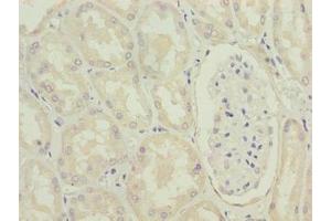 Immunohistochemistry of paraffin-embedded human kidney tissue using ABIN7142431 at dilution of 1:100