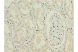 Immunohistochemistry of paraffin-embedded human kidney tissue using ABIN7142431 at dilution of 1:100 (MRPL49 anticorps  (AA 1-166))