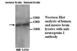 Image no. 1 for anti-Neurogenin 1 (NEUROG1) (N-Term) antibody (ABIN791013) (Neurogenin 1 anticorps  (N-Term))