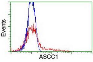 HEK293T cells transfected with either RC201872 overexpress plasmid (Red) or empty vector control plasmid (Blue) were immunostained by anti-ASCC1 antibody (ABIN2455148), and then analyzed by flow cytometry. (ASCC1 anticorps)