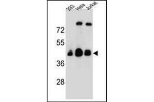 Western blot analysis of OR4C13 Antibody (N-term) in 293, Hela, Jurkat cell line lysates (35ug/lane). (OR4C13 anticorps  (N-Term))