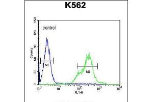 Flow cytometric analysis of K562 cells (right histogram) compared to a negative control cell (left histogram). (KCNH4 anticorps  (N-Term))