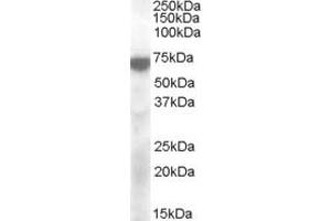 ABIN263168 (2µg/ml) staining of Cerebellum lysate (35µg protein in RIPA buffer).
