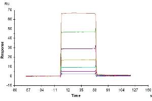 Human BAFF, hFc Tag captured on CM5 Chip via Protein A can bind Mouse BCMA, His-Avi Tag with an affinity constant of 5.