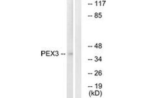 Western blot analysis of extracts from HeLa cells, using PEX3 Antibody.