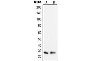 Western blot analysis of Peroxiredoxin 3 expression in HeLa (A), MCF7 (B) whole cell lysates. (Peroxiredoxin 3 anticorps  (Center))