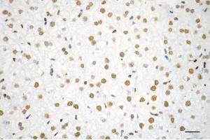 Immunohistochemistry was performed on paraffin-embedded mouse liver using RBBP4 antibody (ABIN7800185), 1:200). (Recombinant Retinoblastoma Binding Protein 4 anticorps)