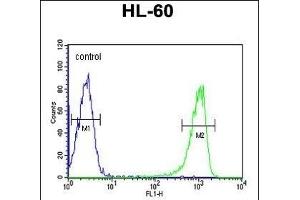 TNFSF11 Antibody (N-term) (ABIN652842 and ABIN2842547) flow cytometric analysis of HL-60 cells (right histogram) compared to a negative control cell (left histogram).