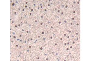IHC-P analysis of liver tissue, with DAB staining. (SRSF1 anticorps  (AA 16-224))
