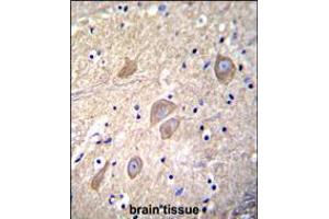 VSNL1 Antibody immunohistochemistry analysis in formalin fixed and paraffin embedded human brain tissue followed by peroxidase conjugation of the secondary antibody and DAB staining. (VSNL1 anticorps  (AA 47-75))