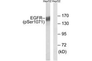 Western blot analysis of extracts from HepG2 cells treated with serum 20% 15', using EGFR (Phospho-Ser1071) Antibody.