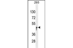 OR13J1 Antibody (C-term) (ABIN655013 and ABIN2844647) western blot analysis in 293 cell line lysates (35 μg/lane). (OR13J1 anticorps  (C-Term))