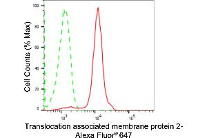 Flow cytometric analysis of Translocation associated membrane protein 2 expression in HepG2 cells using Translocation associated membrane protein 2 antibody (ABIN7800618), 1:2,000). (Recombinant TRAM2 anticorps)