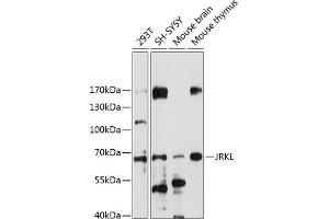 Western blot analysis of extracts of various cell lines, using JRKL antibody (ABIN7268044) at 1:1000 dilution.