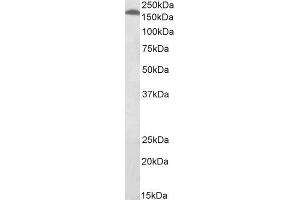 ABIN2561424 (0. (BLM anticorps  (C-Term))