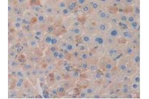 IHC-P analysis of Mouse Liver Tissue, with DAB staining. (Clusterin anticorps  (AA 227-447))